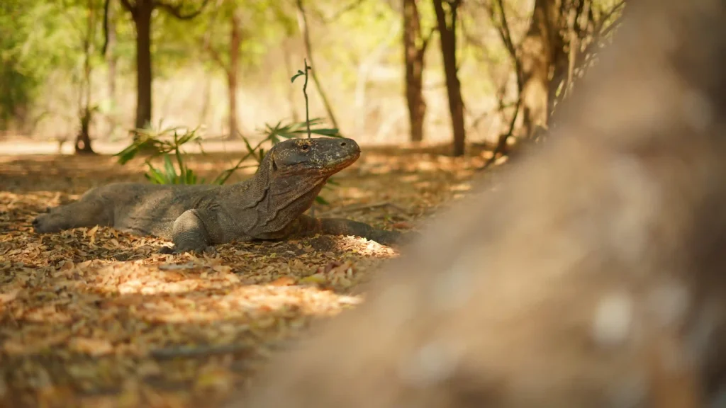Where Your Komodo National Park Fee Actually Goes