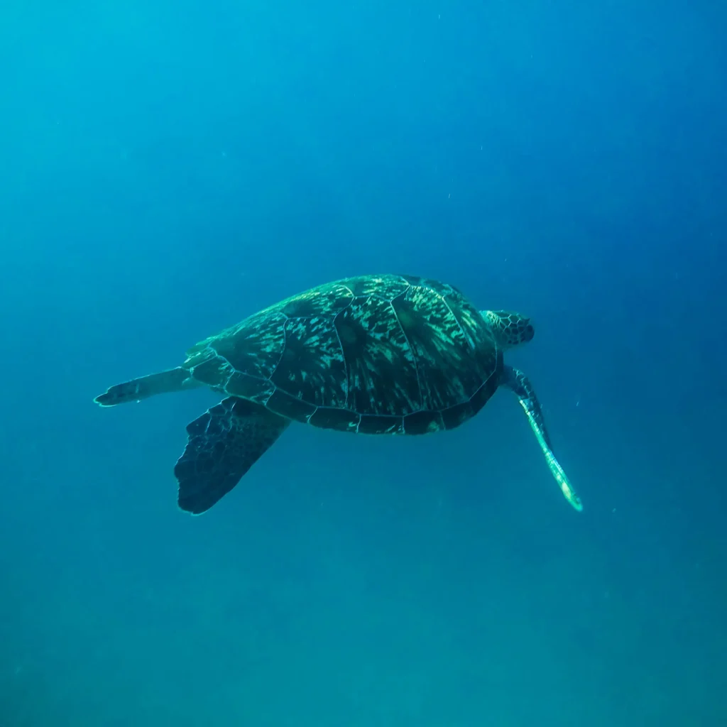 Marine Conservation & Citizen Science Onboard