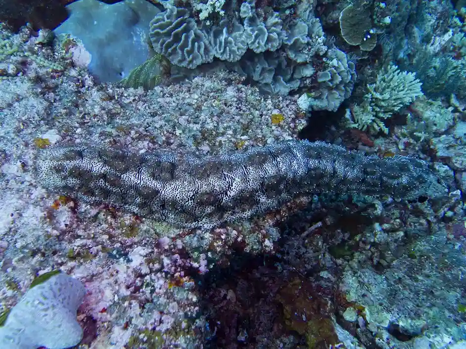 Cannibal Rock Muck-Diving Critter Guide