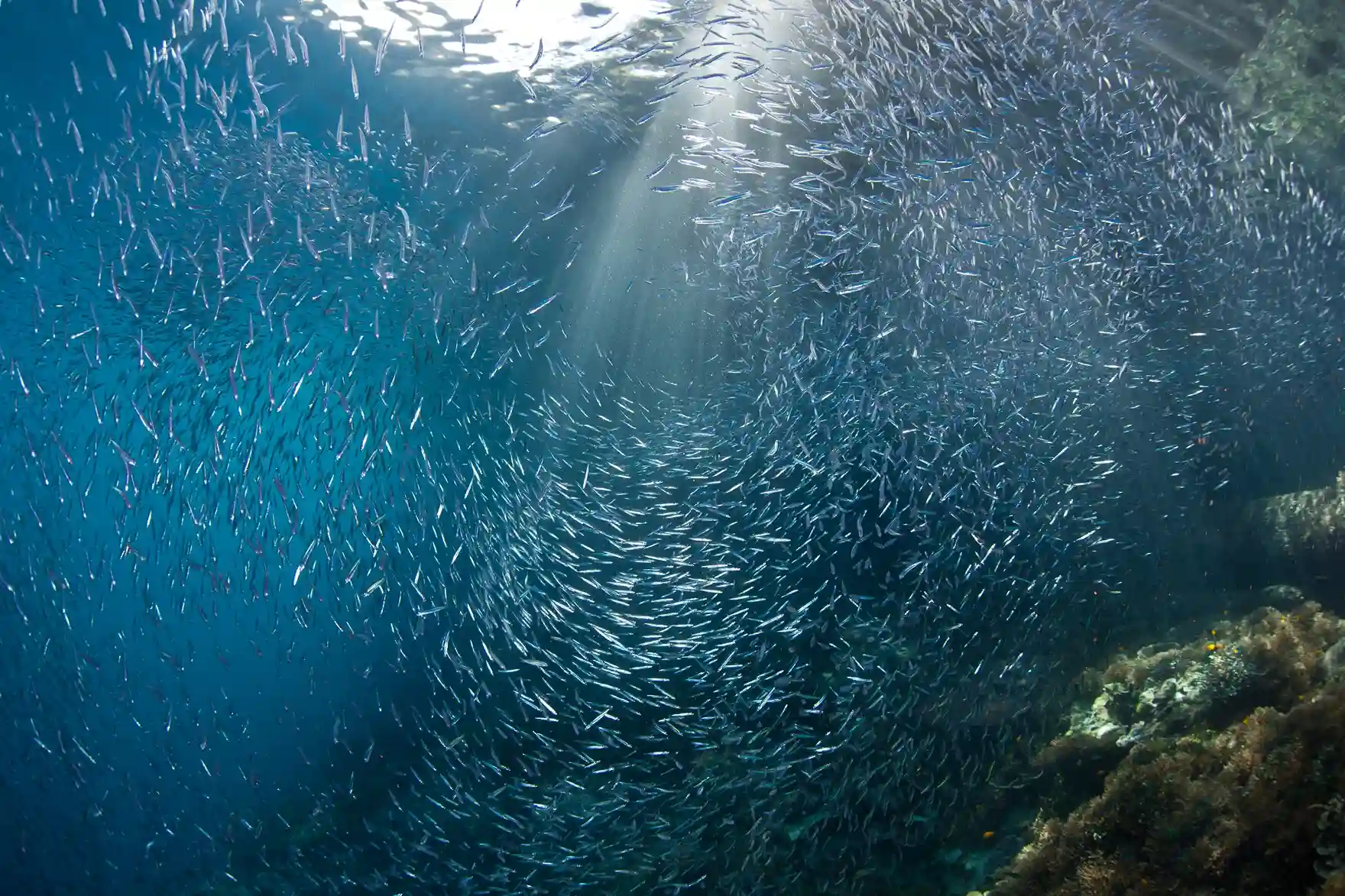Diver near the reef at Batu Bolong dive site