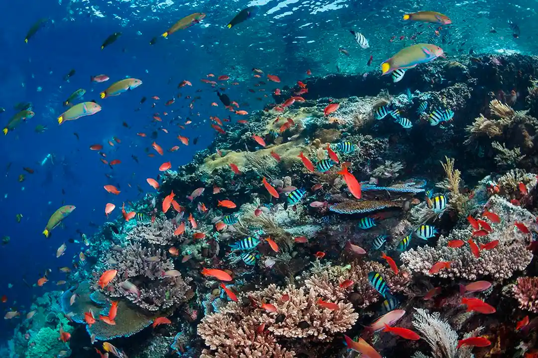 Divers near the Batu Bolong pinnacle in Komodo National Park