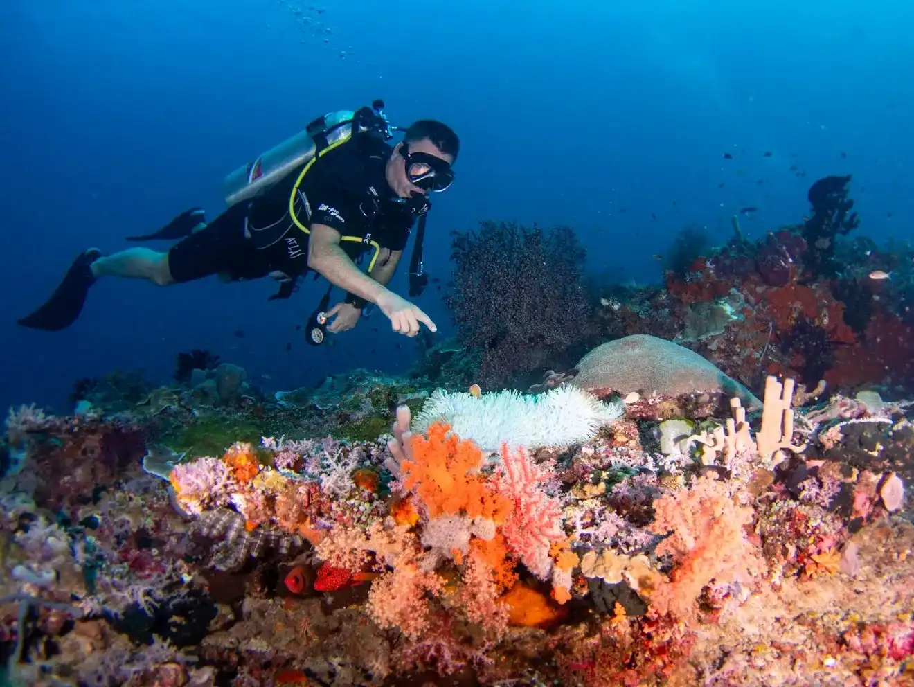 Diver at Golden Passage dive site near Gili Lawa