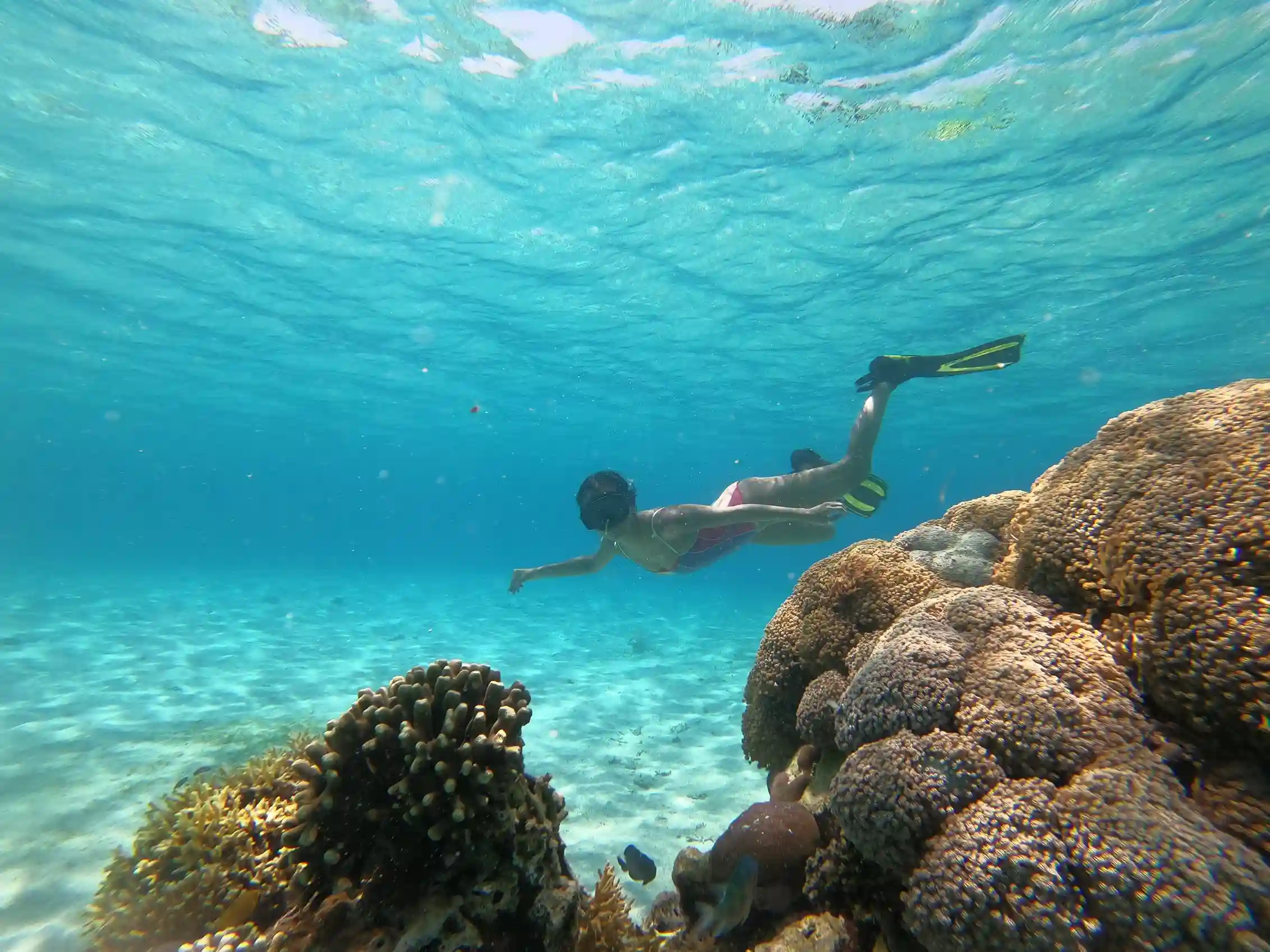 Snorkelers over a reef near a Komodo turtle habitat