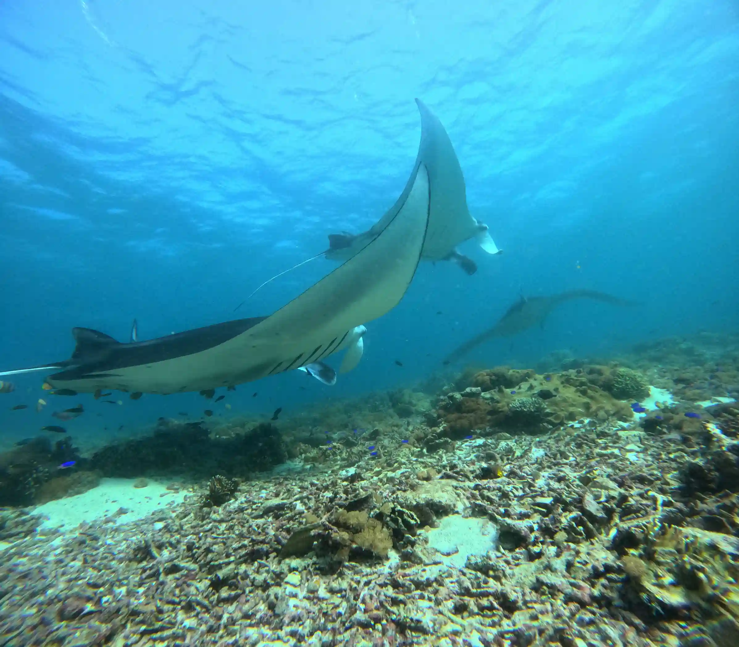 Snorkelers gliding over a coral reef in Komodo