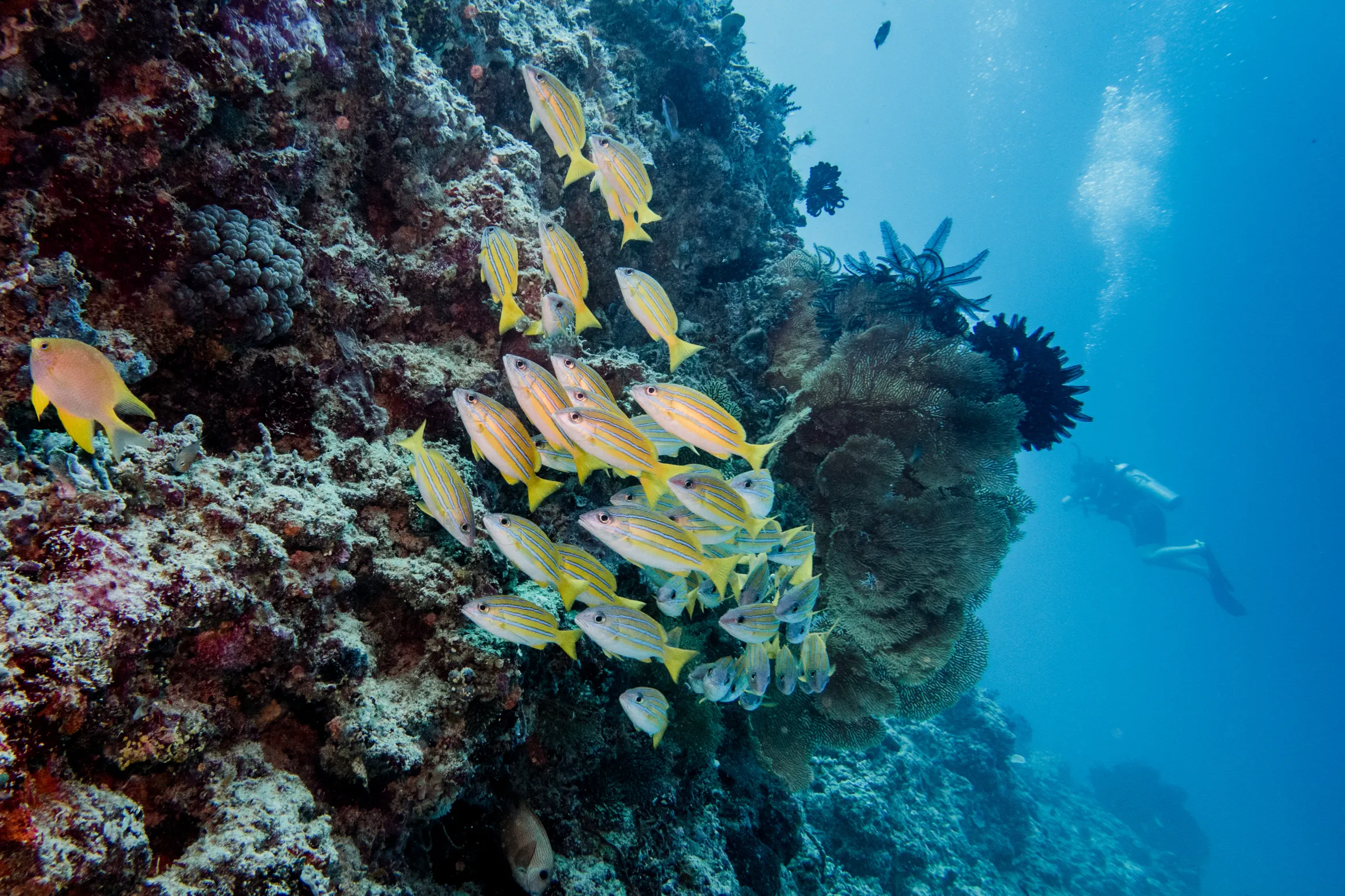 Diver approaching a rock pinnacle near Gili Lawa