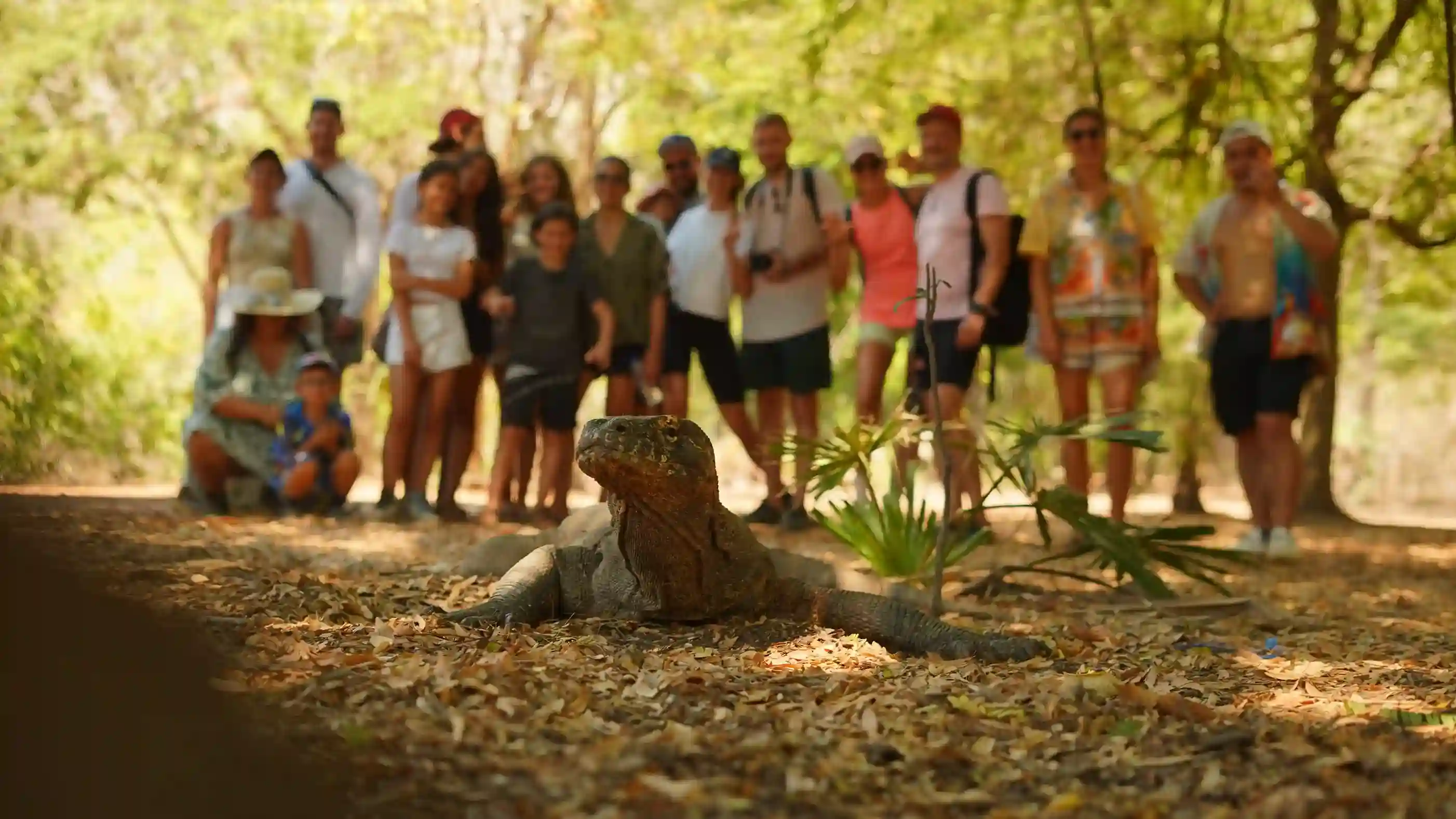 Komodo dragon resting in its dry forest habitat