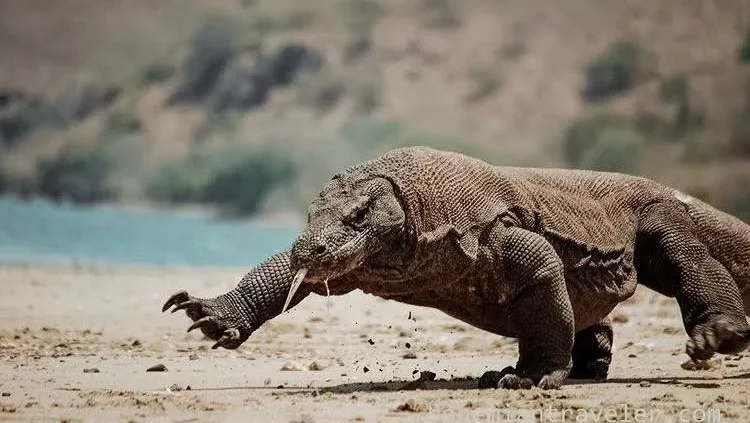Wild Komodo dragon resting in dry forest in Komodo National Park