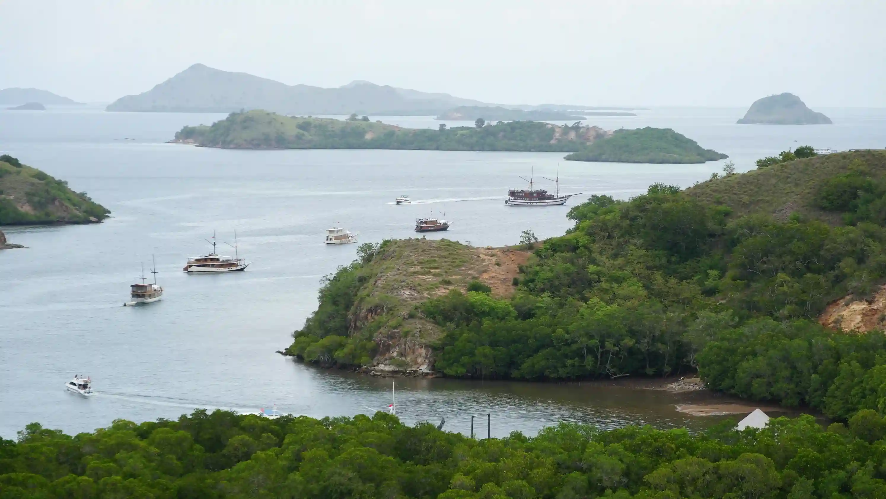 Komodo dragon in its natural habitat on Rinca Island