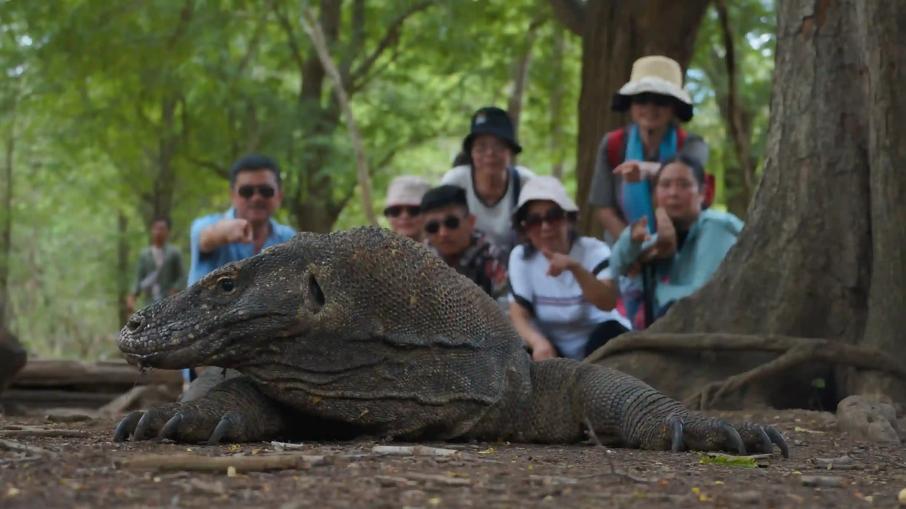 Komodo dragon on a guided trek at Rinca Island