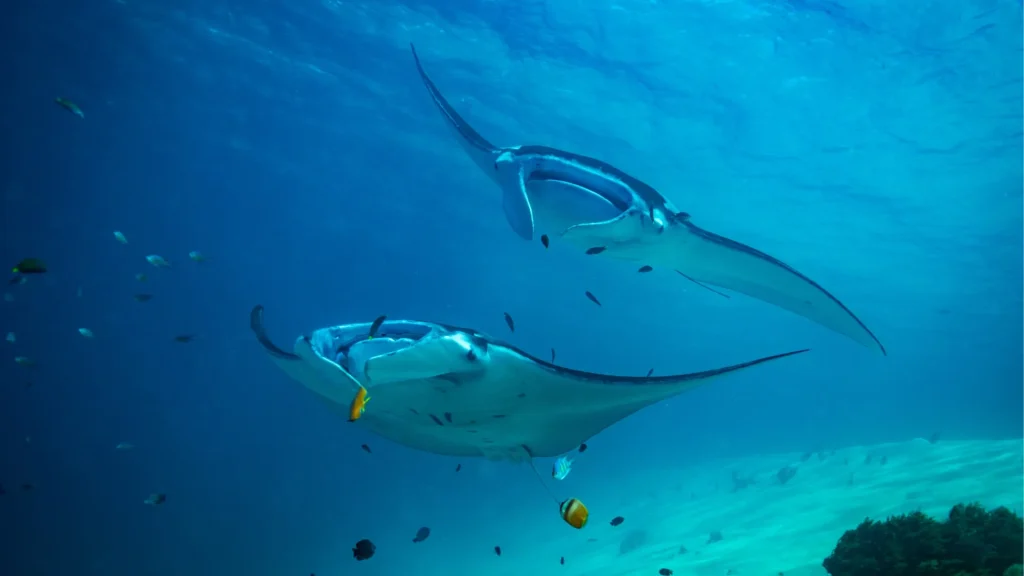 Scuba divers near a reef during a manta encounter in Komodo