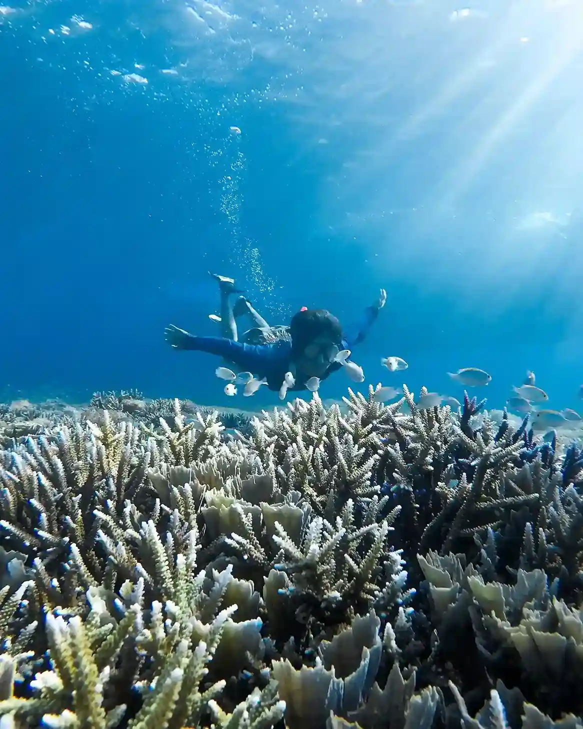 Divers examining coral and macro life on the house reef at Sebayur