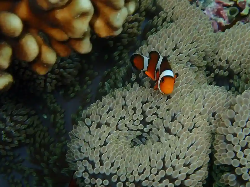 Diver at Sebayur Reef around dusk, before the mandarin fish display