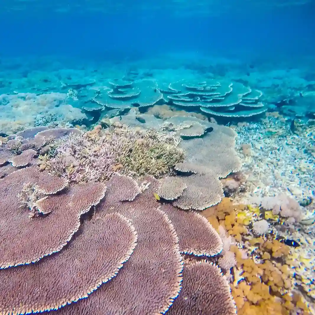 Diver near coral reef in the Komodo archipelago