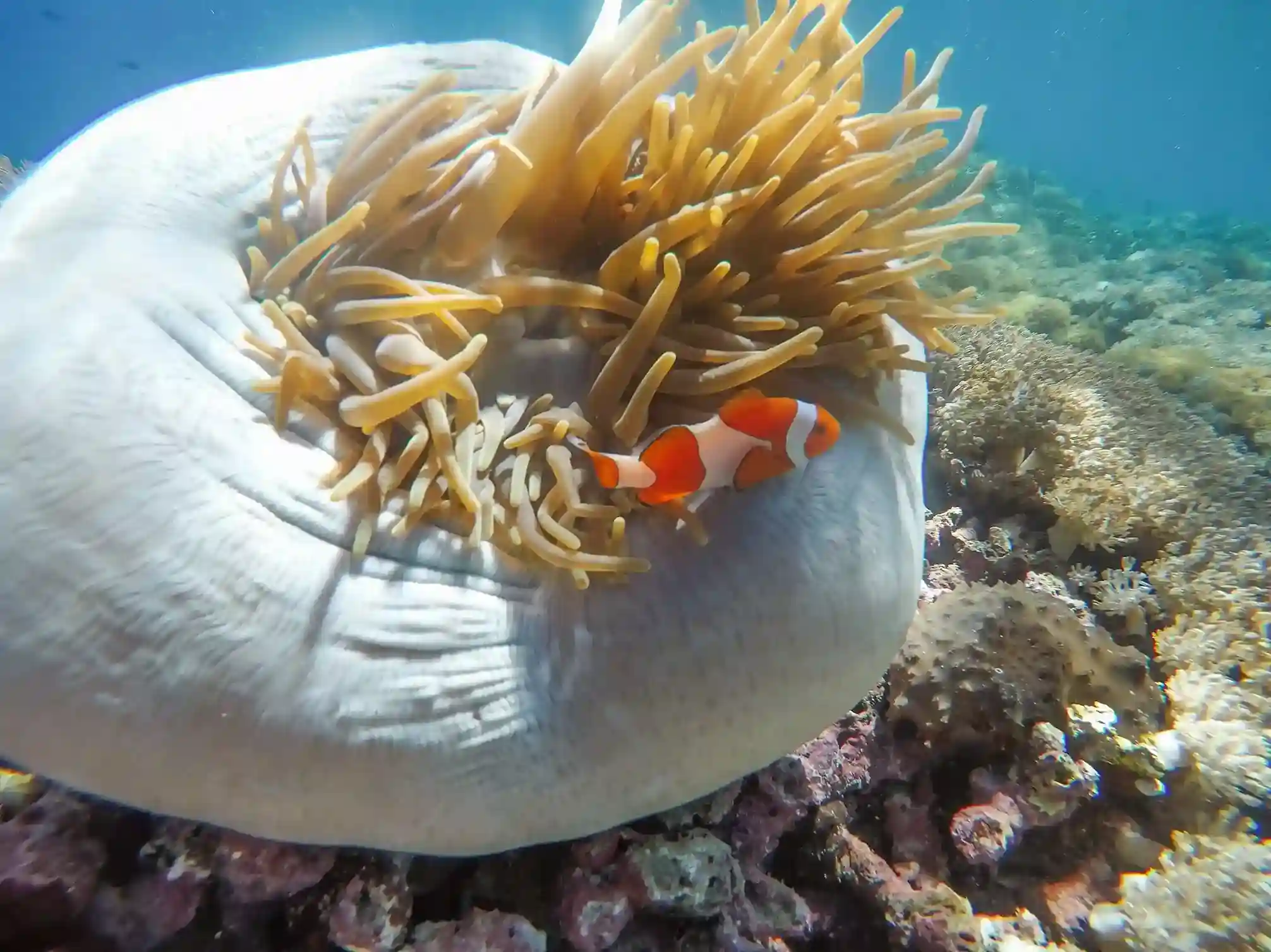 Solo diver near a coral bommie at Sebayur Reef, Komodo National Park