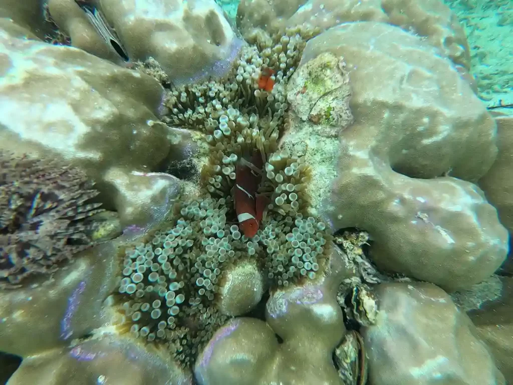 Divers exploring a dense coral garden in Komodo National Park