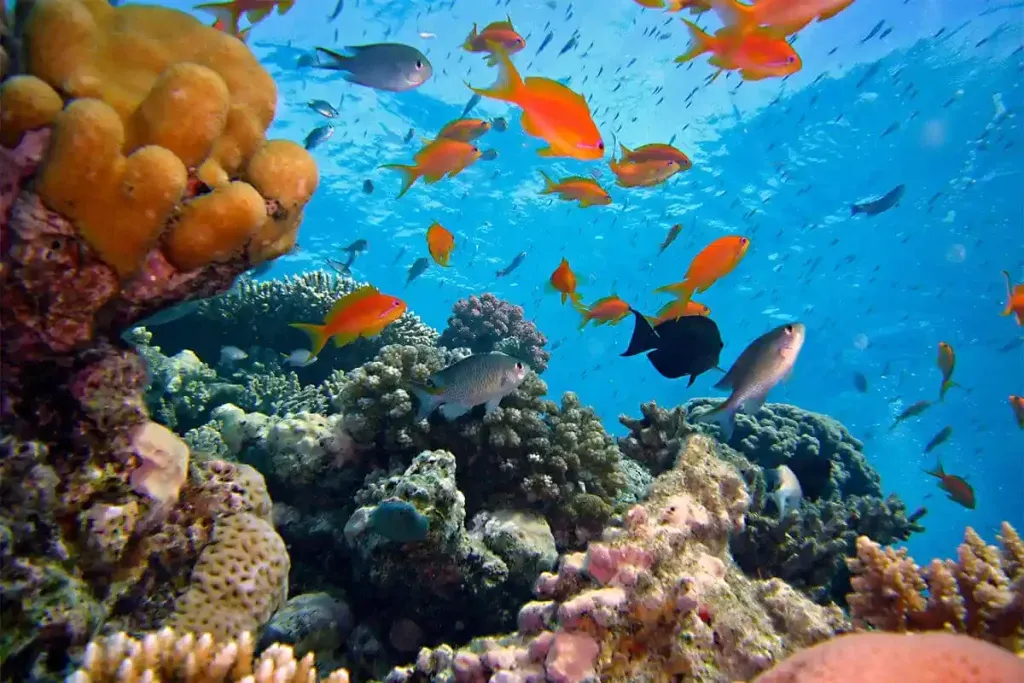 Diver exploring the gentle reef slope at Tatawa Besar, Komodo National Park