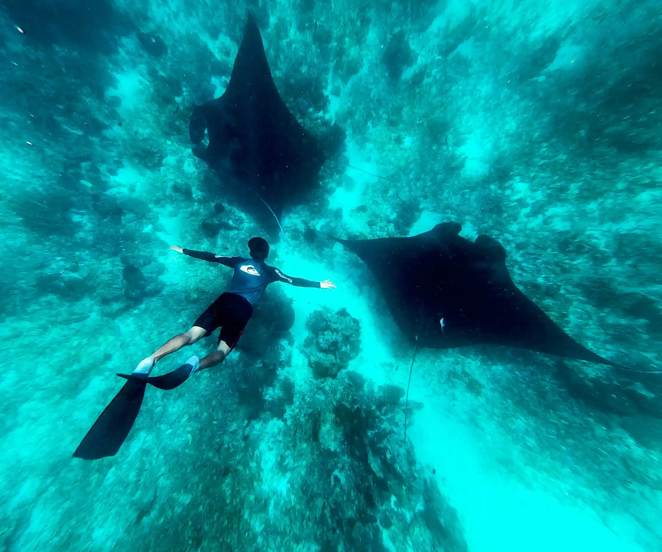 Scuba divers exploring a coral reef in the Komodo archipelago