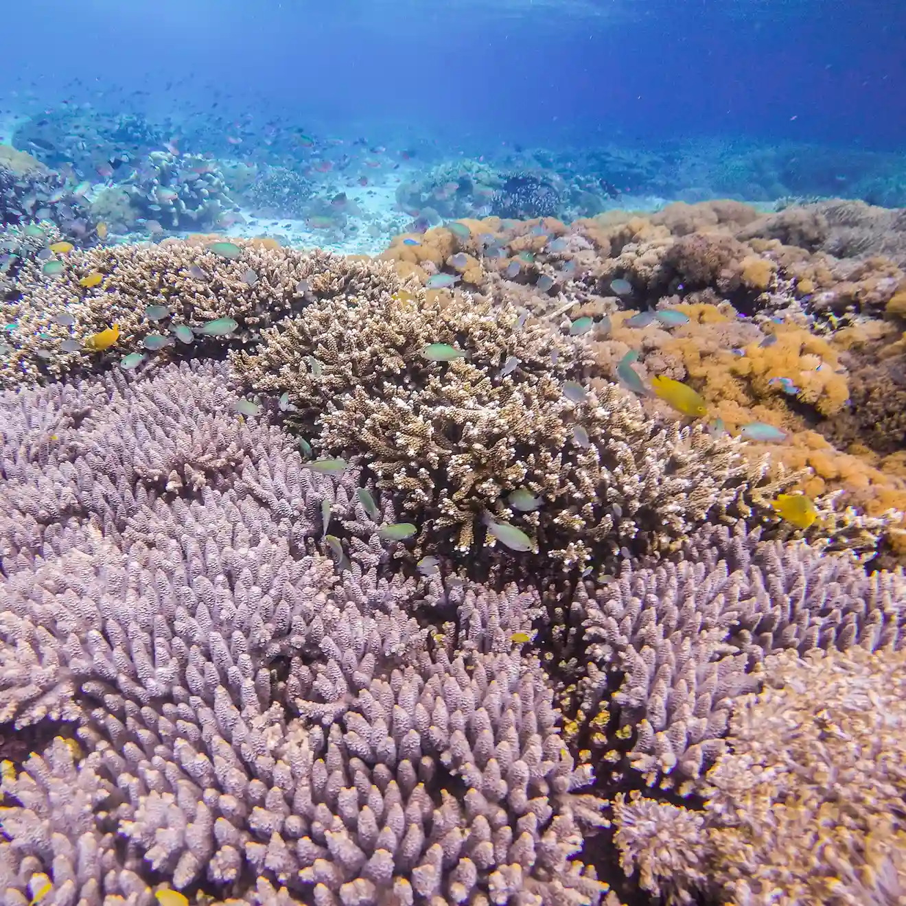 Diver in shallow, clear daytime conditions at Sebayur Reef