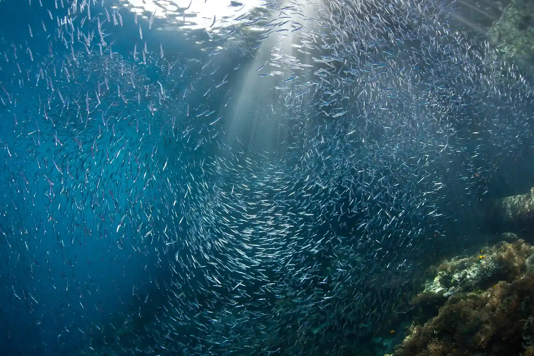 Dense school of baitfish and sun rays over a Komodo National Park drift dive site