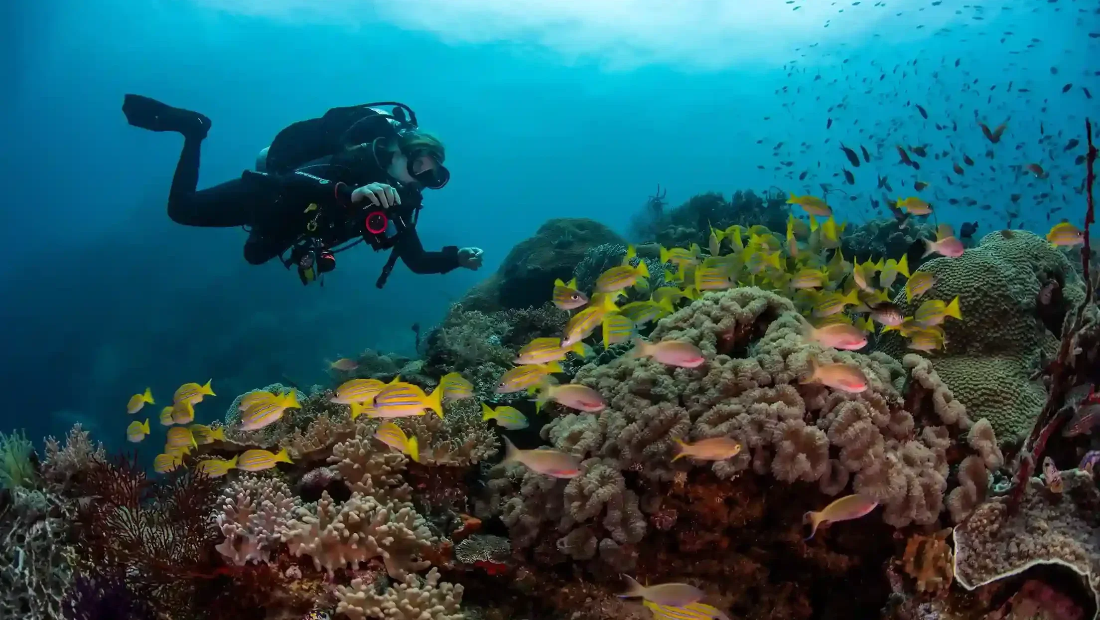 Scuba diver beside a school of bluestripe snapper on a Komodo National Park reef