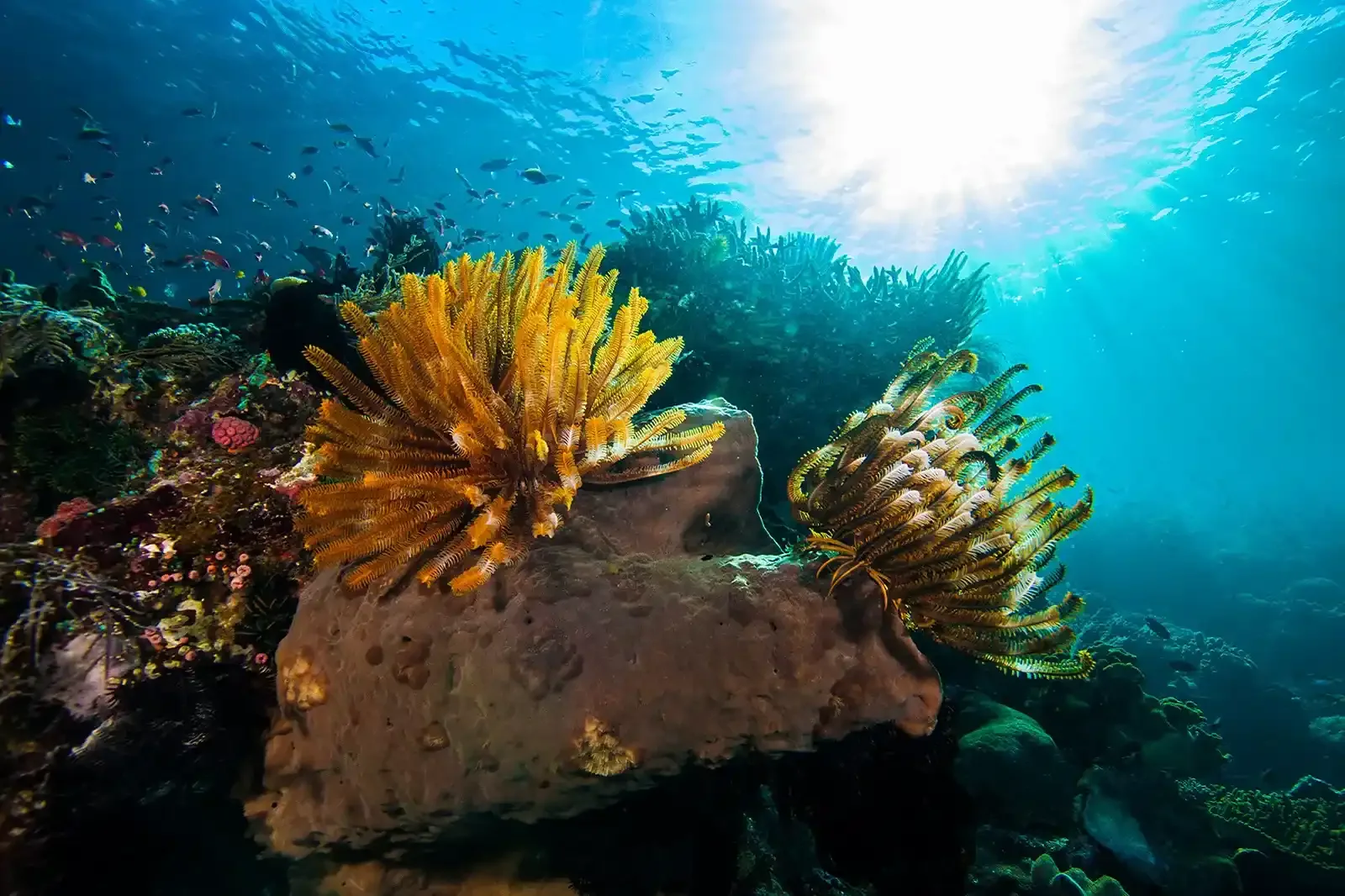 Yellow feather stars clinging to a coral bommie at a macro dive site in Komodo National Park
