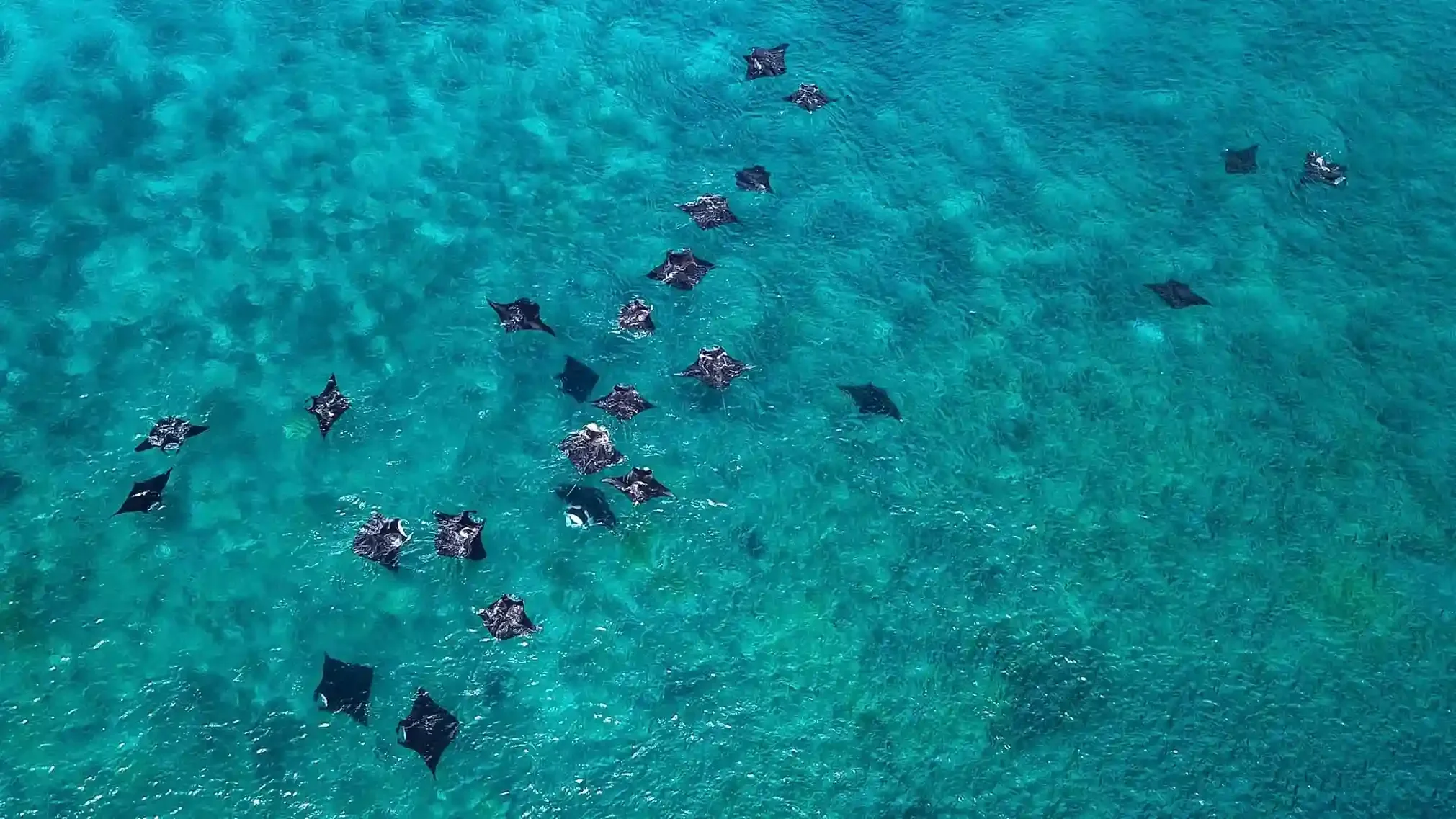 Aerial view of a group of manta rays gliding over the shallow reef at Karang Makassar, Komodo