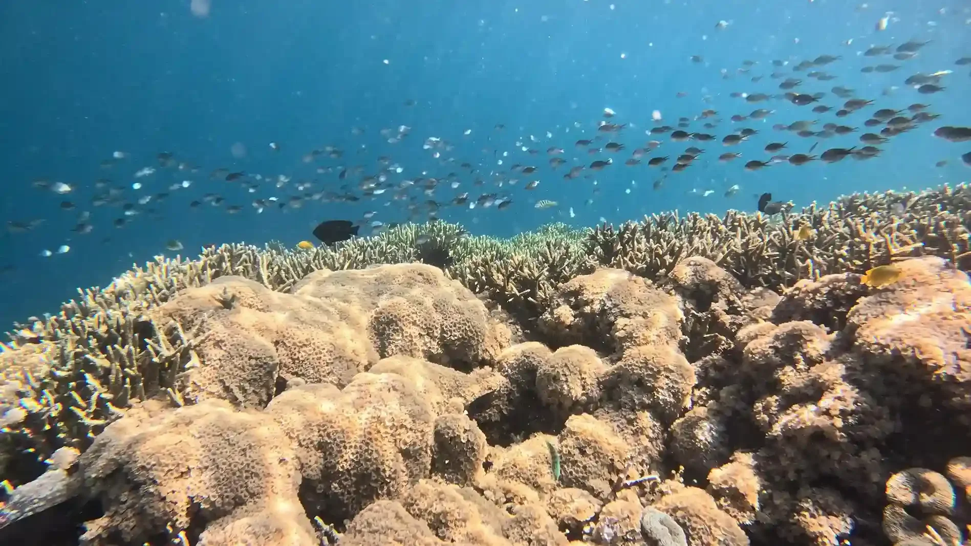 Wide view of a healthy hard coral reef with reef fish in Komodo National Park