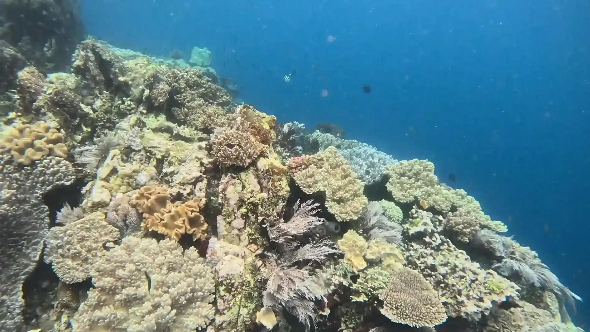 Coral-covered reef slope dropping into blue water at a Komodo drift dive site