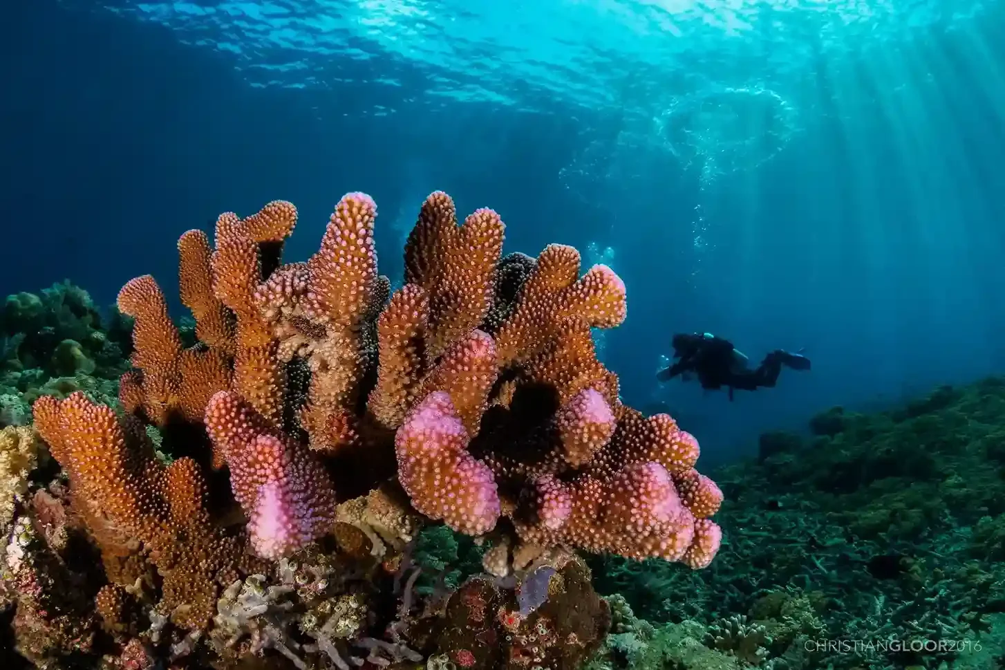 Pink and orange corals with a scuba diver silhouetted in the blue behind, Komodo National Park