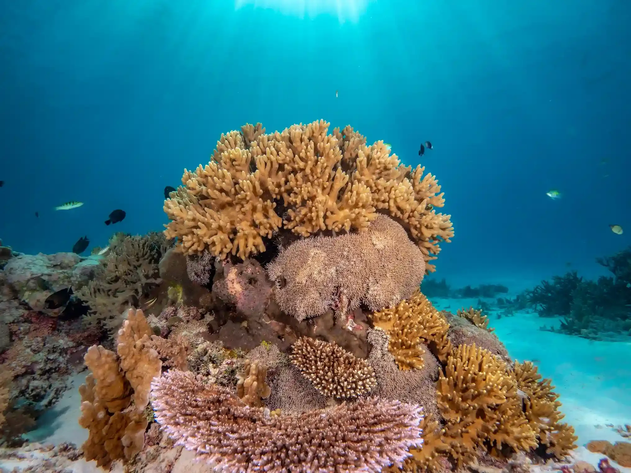 Close-up of soft coral polyps on a reef in southern Komodo National Park
