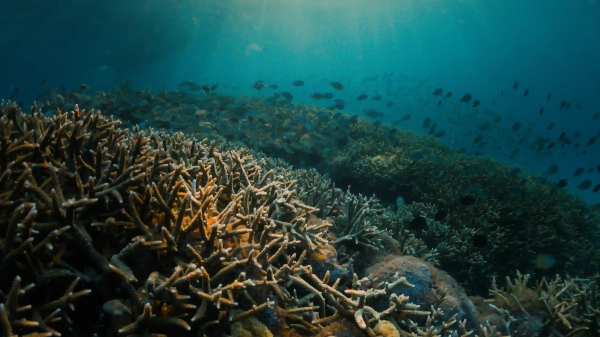 Dense staghorn coral garden on a shallow reef in Komodo National Park
